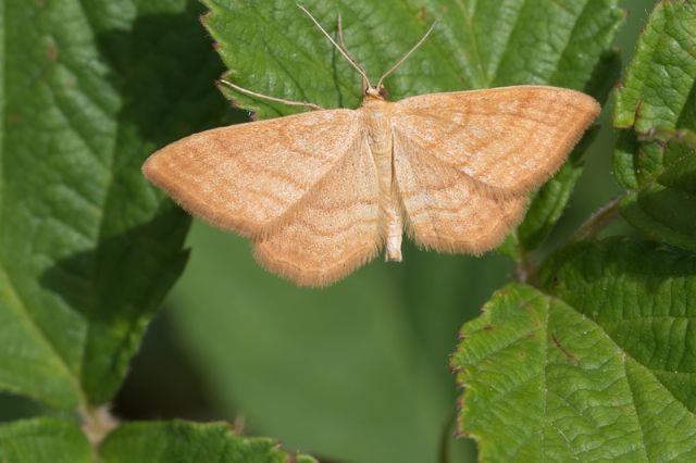 id per favore - Idaea ochrata, Geometridae